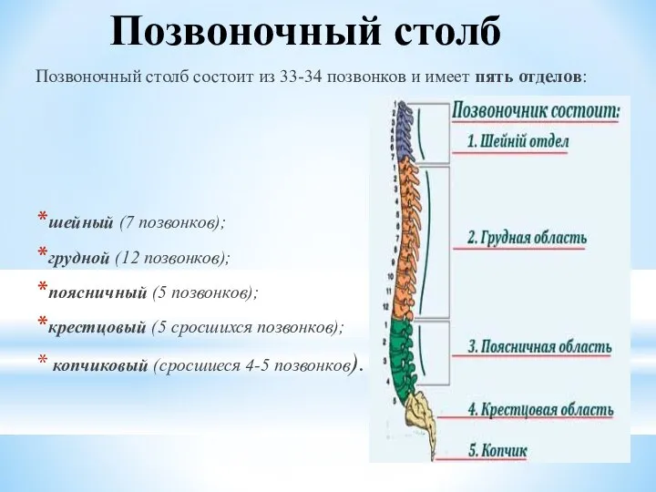 Позвоночный столб Позвоночный столб состоит из 33-34 позвонков и имеет пять отделов: