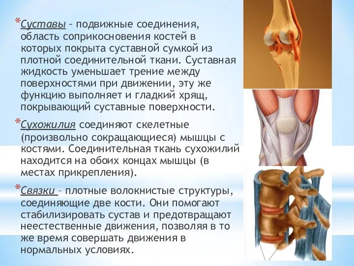 Суставы – подвижные соединения, область соприкосновения костей в которых покрыта суставной сумкой