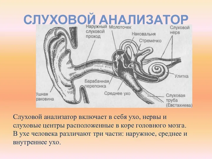 СЛУХОВОЙ АНАЛИЗАТОР Слуховой анализатор включает в себя ухо, нервы и слуховые центры