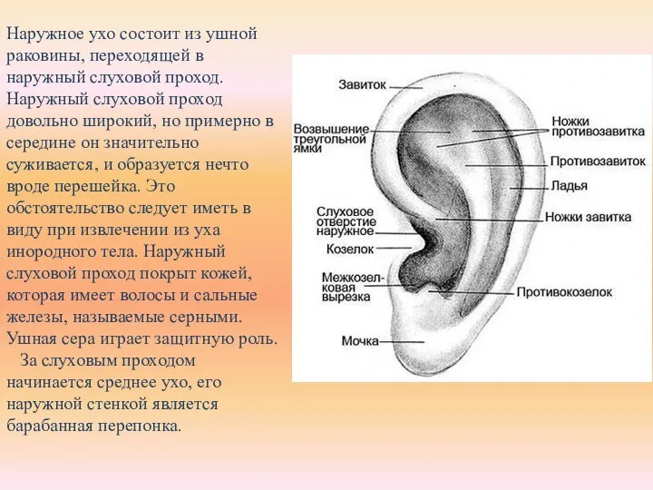 Наружное ухо состоит из ушной раковины, переходящей в наружный слуховой проход. Наружный