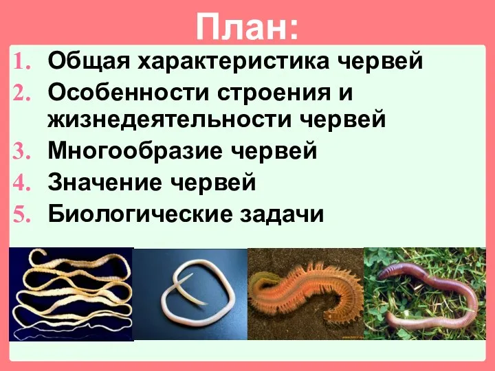 План: Общая характеристика червей Особенности строения и жизнедеятельности червей Многообразие червей Значение червей Биологические задачи