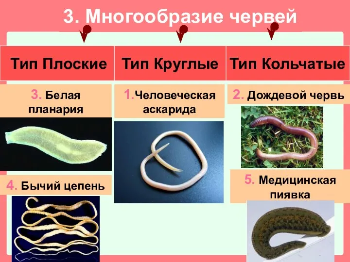 3. Многообразие червей Тип Плоские Тип Кольчатые Тип Круглые 5. Медицинская пиявка