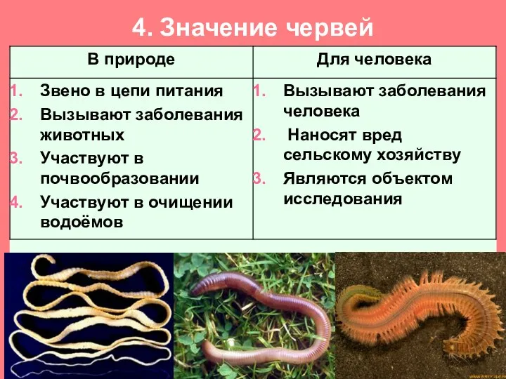 4. Значение червей