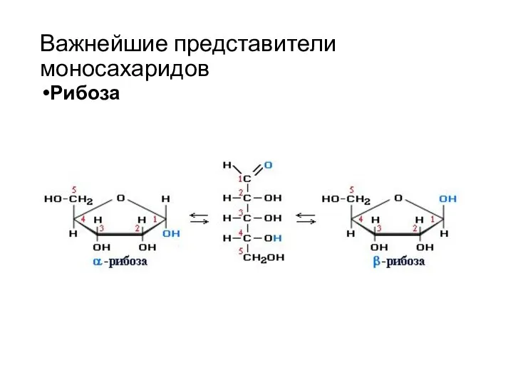 Важнейшие представители моносахаридов Рибоза