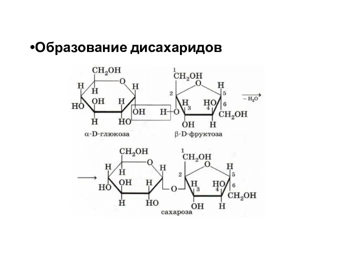 Образование дисахаридов