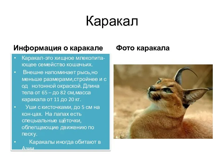 Каракал Информация о каракале Каракал-это хищное млекопита-ющее семейство кошачьих. Внешне напоминает рысь,но