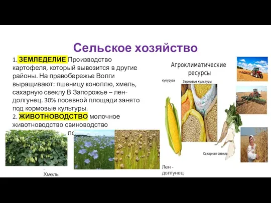 Сельское хозяйство 1. ЗЕМЛЕДЕЛИЕ Производство картофеля, который вывозится в другие районы. На