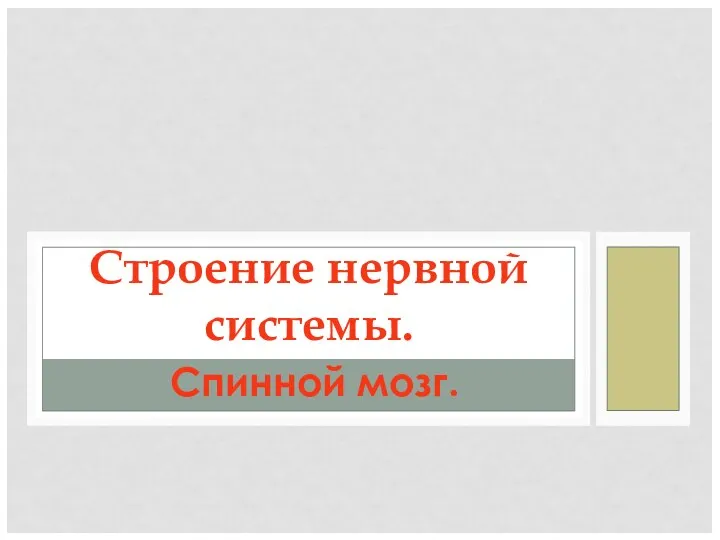 Спинной мозг. Строение нервной системы.