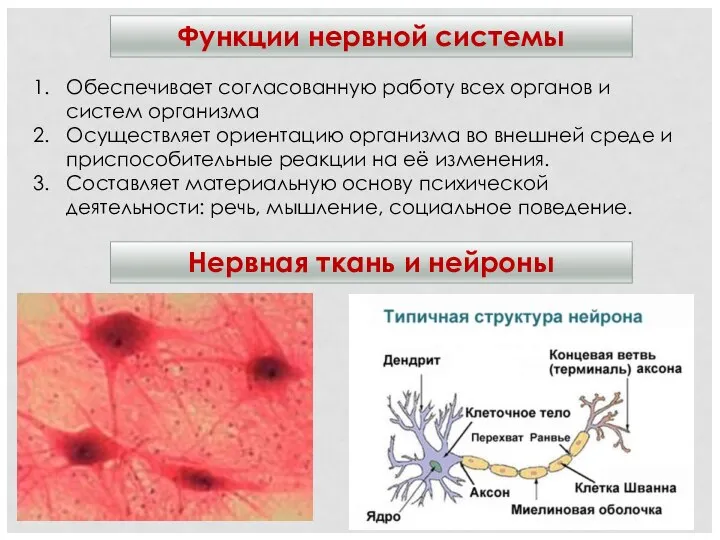 Функции нервной системы Нервная ткань и нейроны Обеспечивает согласованную работу всех органов