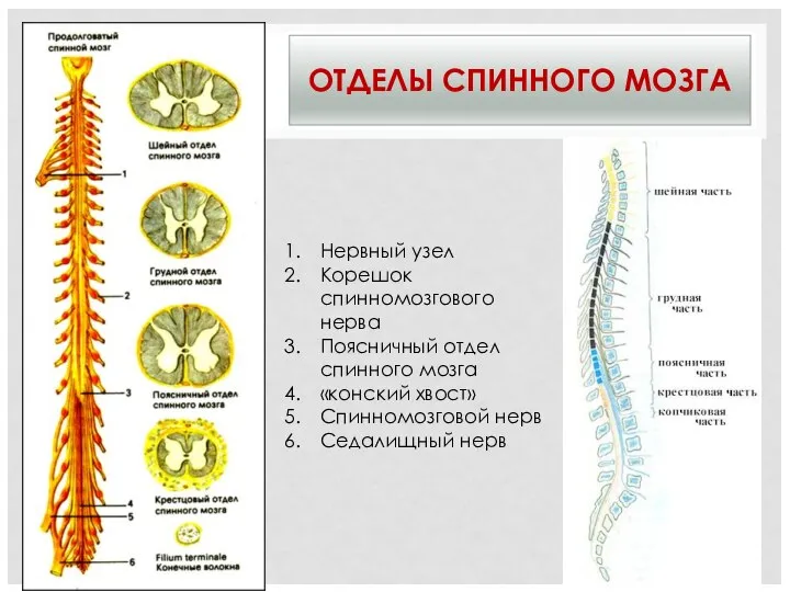 ОТДЕЛЫ СПИННОГО МОЗГА Нервный узел Корешок спинномозгового нерва Поясничный отдел спинного мозга