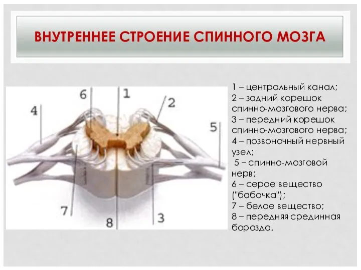 ВНУТРЕННЕЕ СТРОЕНИЕ СПИННОГО МОЗГА 1 – центральный канал; 2 – задний корешок