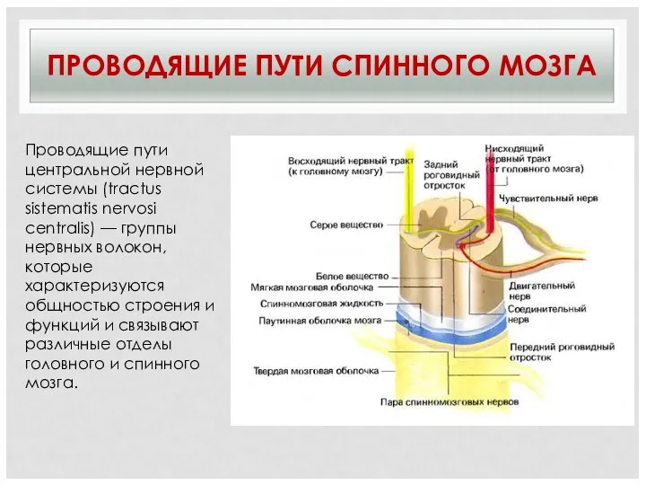 ПРОВОДЯЩИЕ ПУТИ СПИННОГО МОЗГА Проводящие пути центральной нервной системы (tractus sistematis nervosi