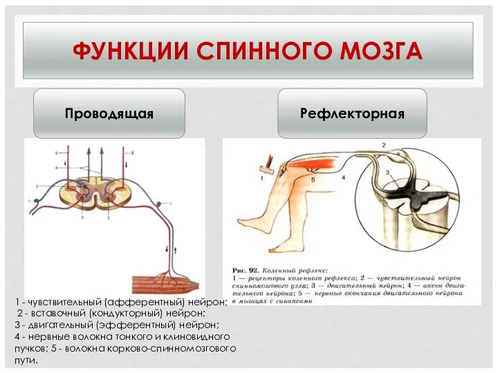 ФУНКЦИИ СПИННОГО МОЗГА Проводящая Рефлекторная 1 - чувствительный (афферентный) нейрон; 2 -