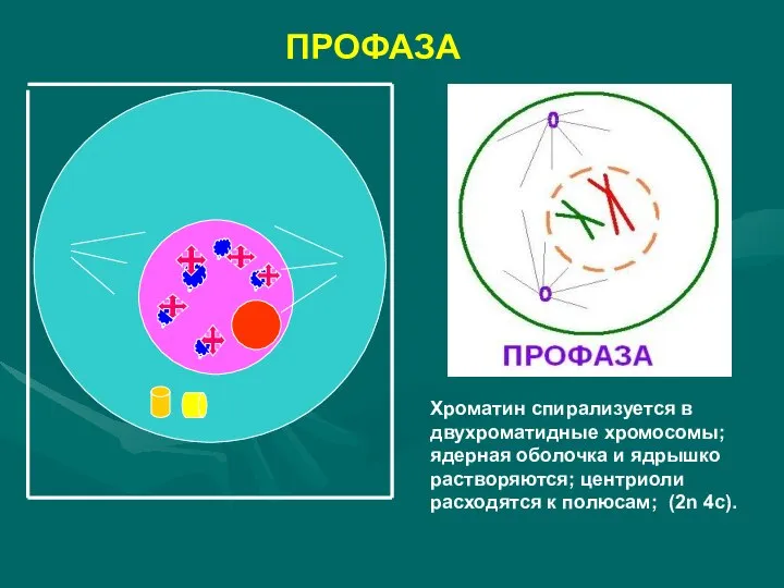 ПРОФАЗА Хроматин спирализуется в двухроматидные хромосомы; ядерная оболочка и ядрышко растворяются; центриоли