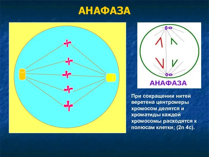 АНАФАЗА При сокращении нитей веретена центромеры хромосом делятся и хроматиды каждой хромосомы