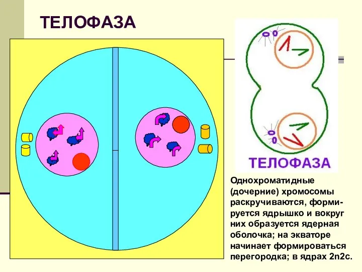 ТЕЛОФАЗА Однохроматидные (дочерние) хромосомы раскручиваются, форми-руется ядрышко и вокруг них образуется ядерная