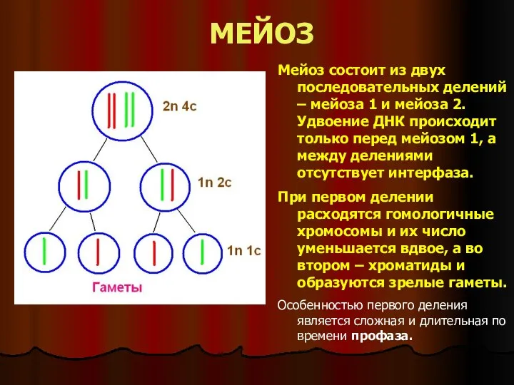 МЕЙОЗ Мейоз состоит из двух последовательных делений – мейоза 1 и мейоза