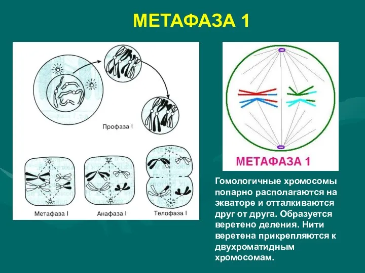МЕТАФАЗА 1 Гомологичные хромосомы попарно располагаются на экваторе и отталкиваются друг от