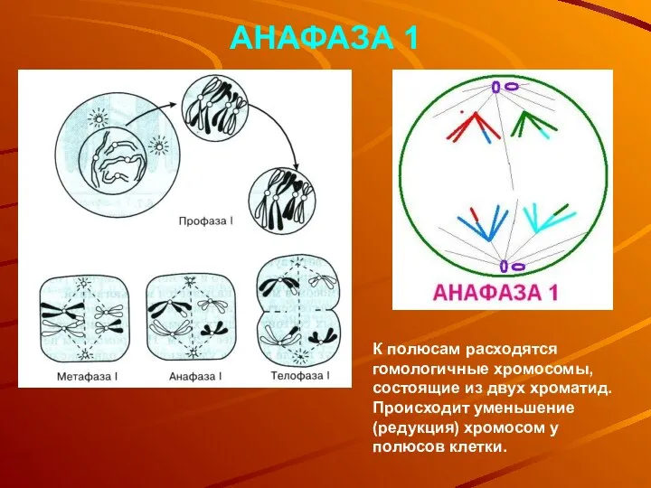 АНАФАЗА 1 К полюсам расходятся гомологичные хромосомы, состоящие из двух хроматид. Происходит