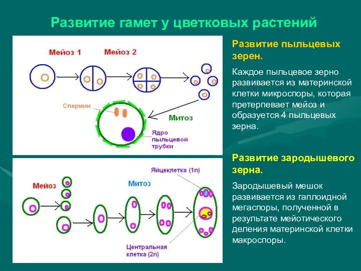 Развитие гамет у цветковых растений Развитие пыльцевых зерен. Каждое пыльцевое зерно развивается