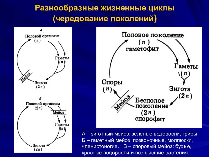 Разнообразные жизненные циклы (чередование поколений) А – зиготный мейоз: зеленые водоросли, грибы.