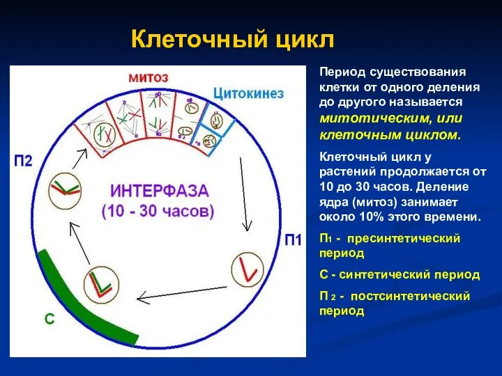 Клеточный цикл Период существования клетки от одного деления до другого называется митотическим,