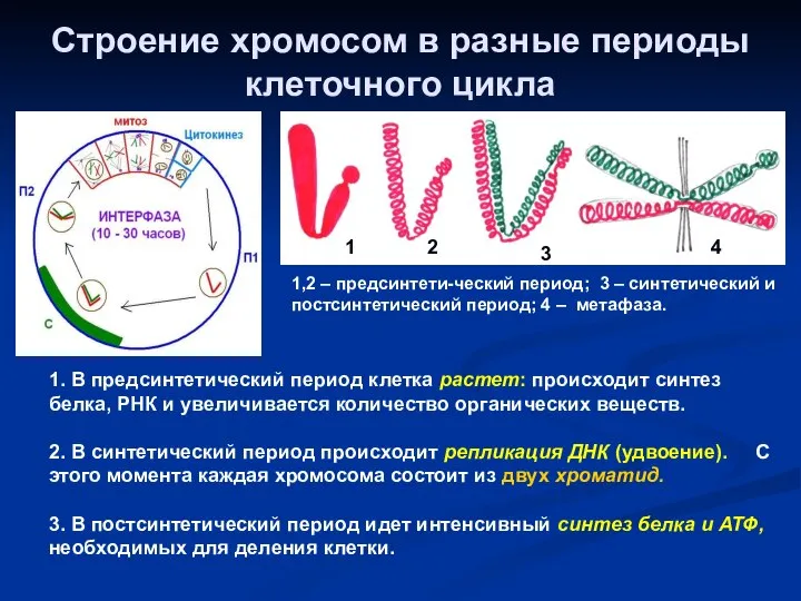 Строение хромосом в разные периоды клеточного цикла 1 2 3 4 1,2