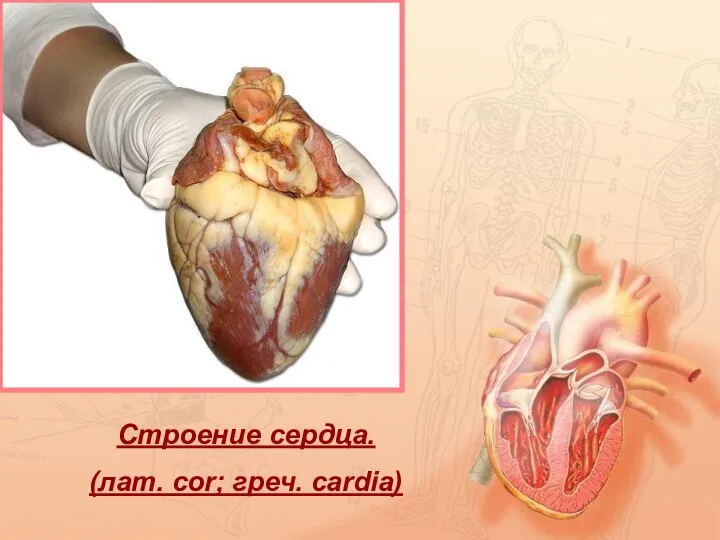 Строение сердца. (лат. cor; греч. cardia)