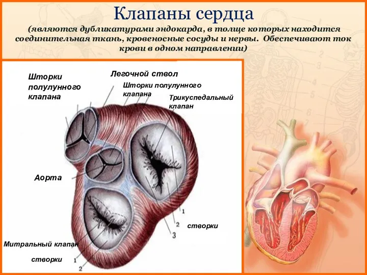 Клапаны сердца (являются дубликатурами эндокарда, в толще которых находится соединительная ткань, кровеносные