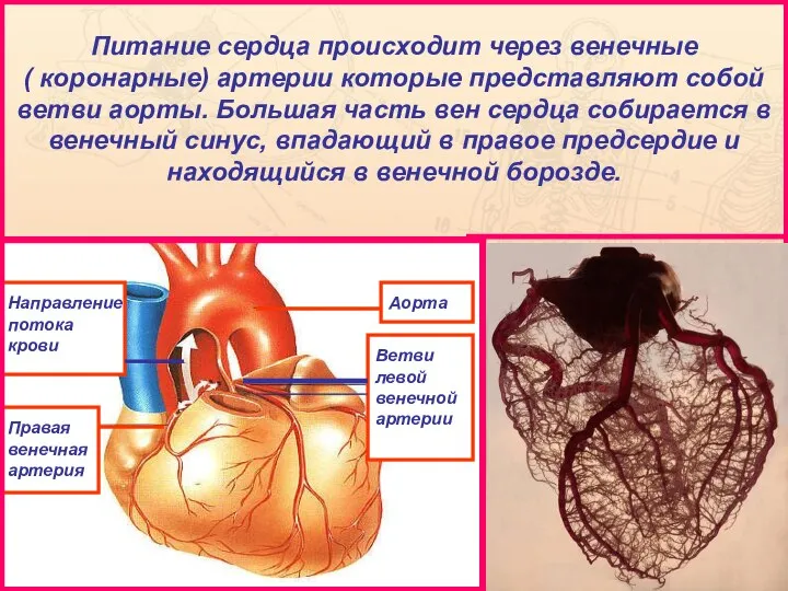 Аорта Ветви левой венечной артерии Направление потока крови Правая венечная артерия Питание