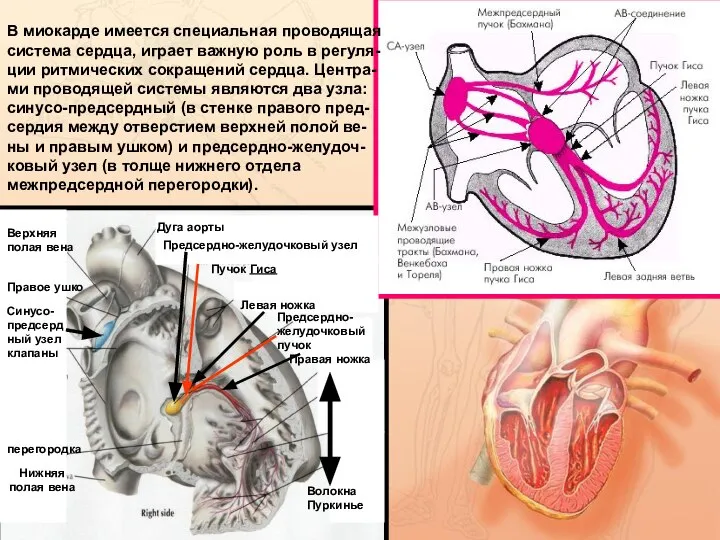 Верхняя полая вена Правое ушко Синусо-предсердный узел клапаны перегородка Нижняя полая вена