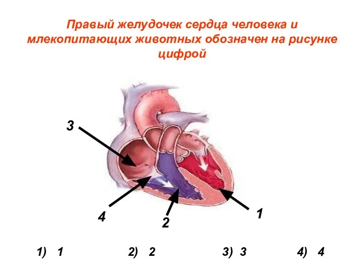 1 2 3 4 Правый желудочек сердца человека и млекопитающих животных обозначен