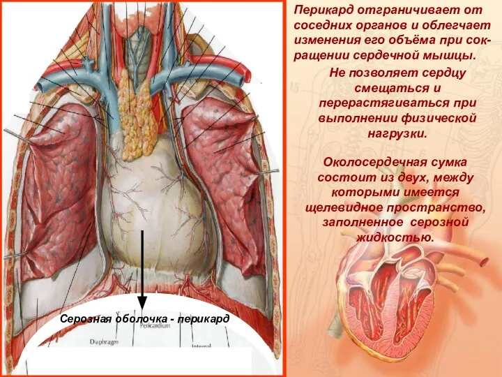 Серозная оболочка - перикард Перикард отграничивает от соседних органов и облегчает изменения