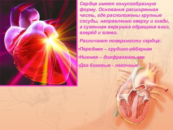 Сердце имеет конусообразную форму. Основание расширенная часть, где расположены крупные сосуды, направленно
