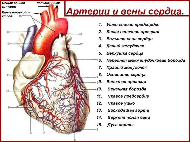Артерии и вены сердца. Ушко левого предсердия Левая венечная артерия Большая вена