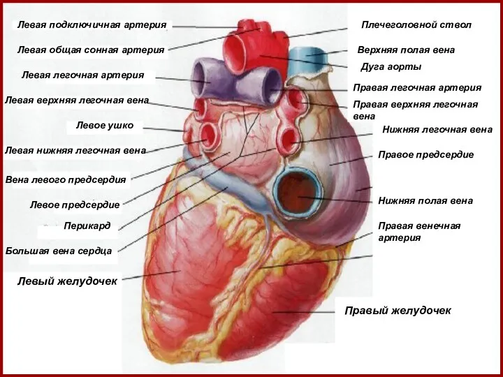 Плечеголовной ствол Верхняя полая вена Дуга аорты Правая легочная артерия Правая верхняя