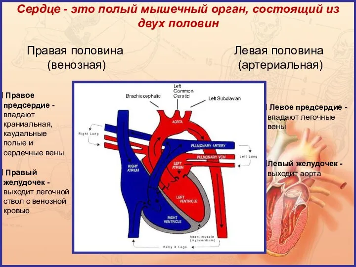 Сердце - это полый мышечный орган, состоящий из двух половин Правое предсердие