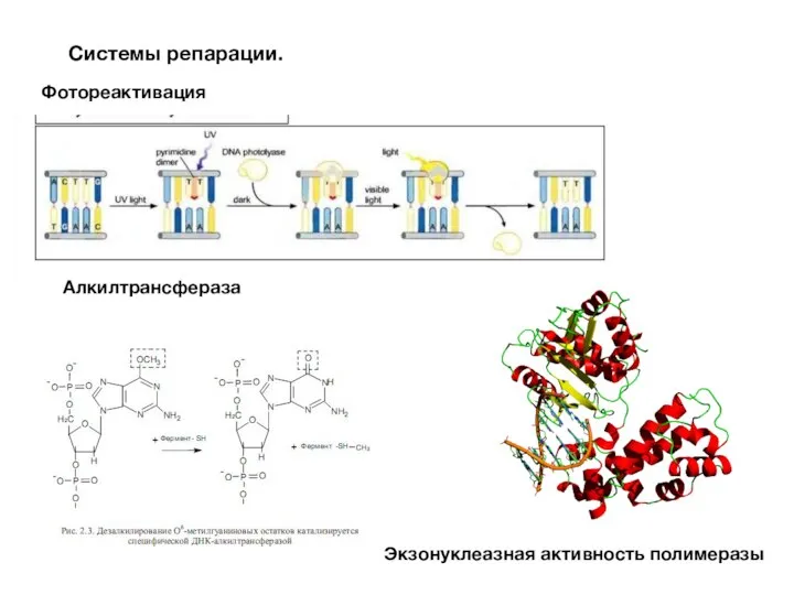 Системы репарации. Фотореактивация Алкилтрансфераза Экзонуклеазная активность полимеразы