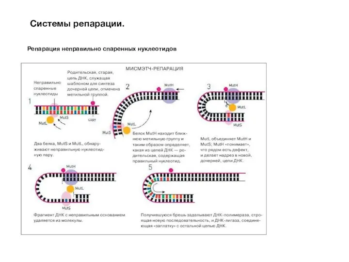 Системы репарации. Репарация неправильно спаренных нуклеотидов