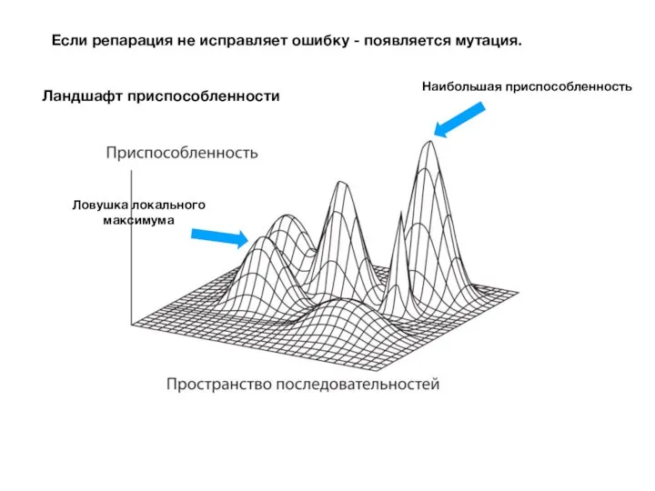 Если репарация не исправляет ошибку - появляется мутация. Ландшафт приспособленности Ловушка локального максимума Наибольшая приспособленность