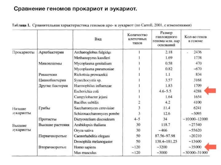 Сравнение геномов прокариот и эукариот.