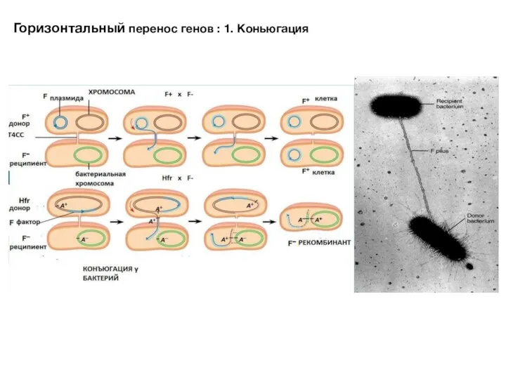 Горизонтальный перенос генов : 1. Коньюгация
