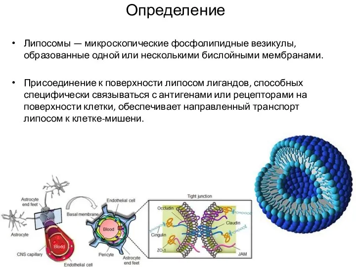 Определение Липосомы — микроскопические фосфолипидные везикулы, образованные одной или несколькими бислойными мембранами.