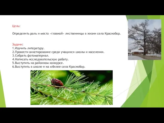 Цель: Определить роль и место «главной» лиственницы в жизни села Краснобор. Задачи: