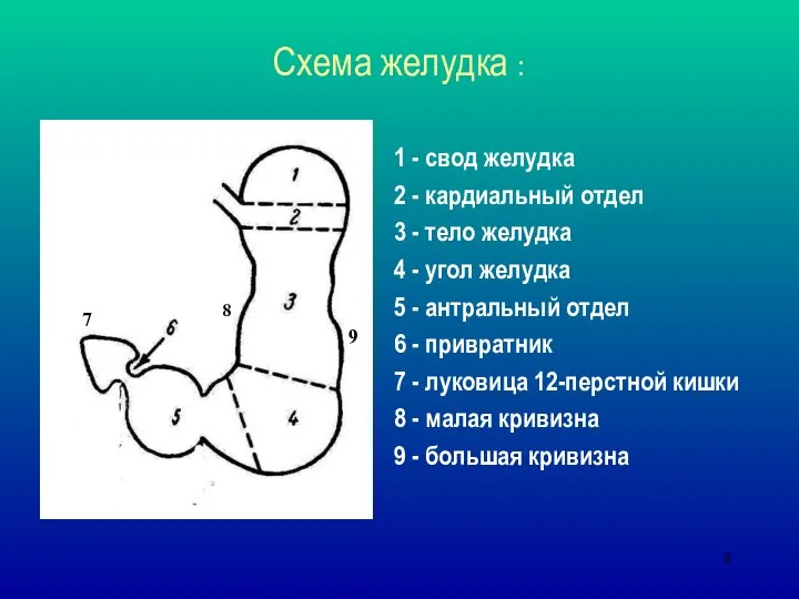 Схема желудка : 1 - свод желудка 2 - кардиальный отдел 3