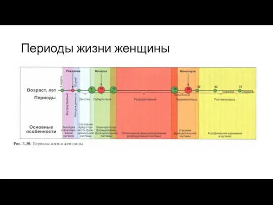 Периоды жизни женщины