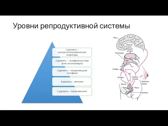 Уровни репродуктивной системы