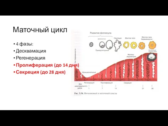 Маточный цикл 4 фазы: Десквамация Регенерация Пролиферация (до 14 дня) Секреция (до 28 дня)