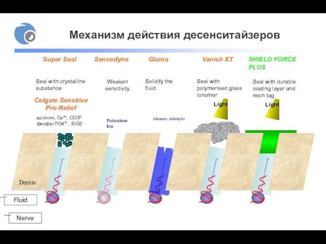 Nerve Seal with crystalline substance Solidify the fluid Weaken sensitivity Seal with