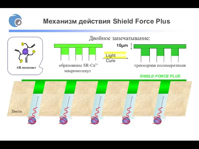 Механизм действия Shield Force Plus SHIELD FORCE PLUS Dentin Block 2 Двойное